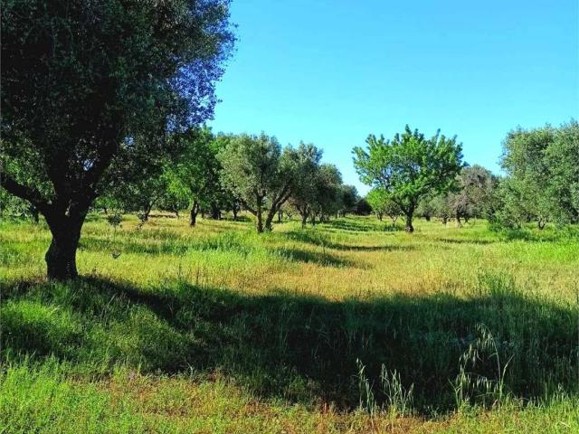 Terreno in vendita a Puglia, Brindisi