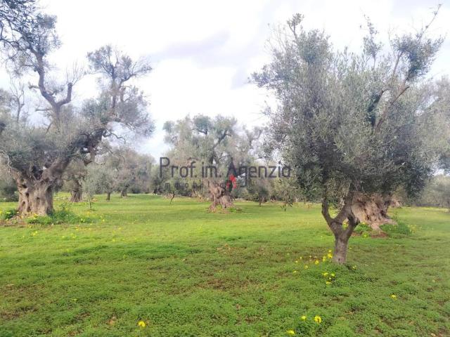 Terreno in vendita a Puglia, Brindisi