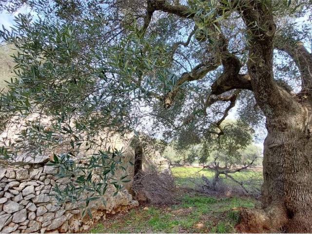 Terreno in vendita a Puglia, Brindisi