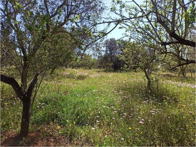 Terreno in vendita a Puglia, Brindisi