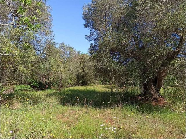 Terreno in vendita a Puglia, Brindisi