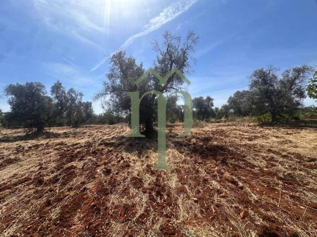 Terreno in vendita a Puglia, Brindisi