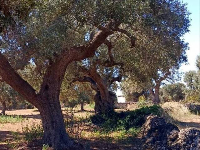 Terreno in vendita a Puglia, Brindisi