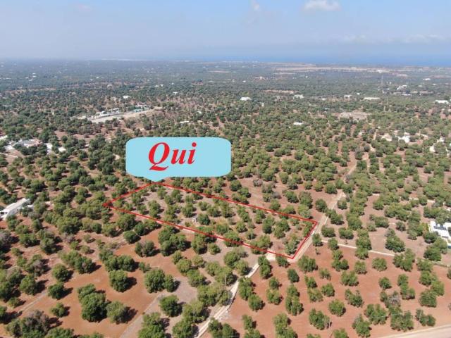 Terreno in vendita a Puglia, Brindisi