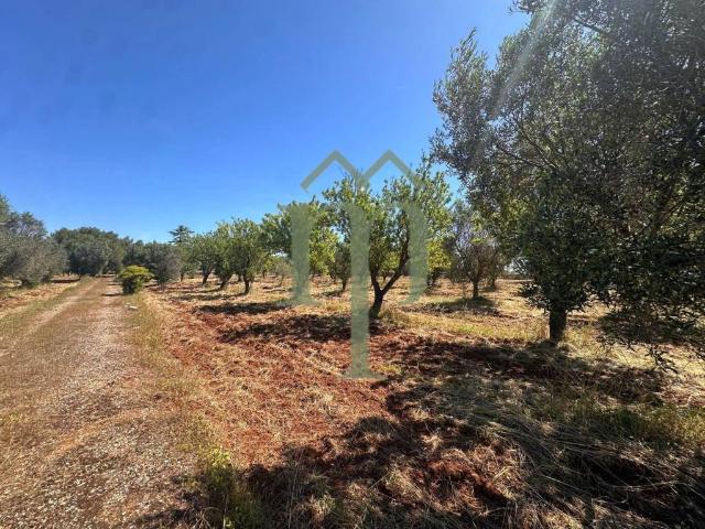 Terreno in vendita a Contrada Spierti, Puglia