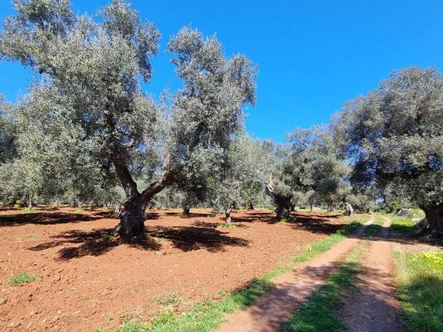 Terreno in vendita a Puglia, Brindisi
