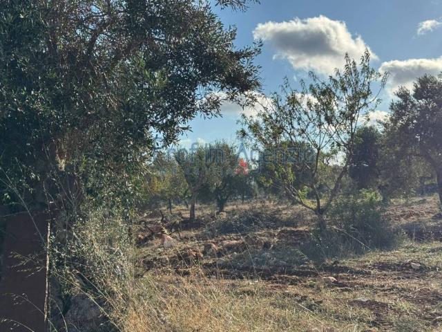 Terreno in vendita a Puglia, Brindisi