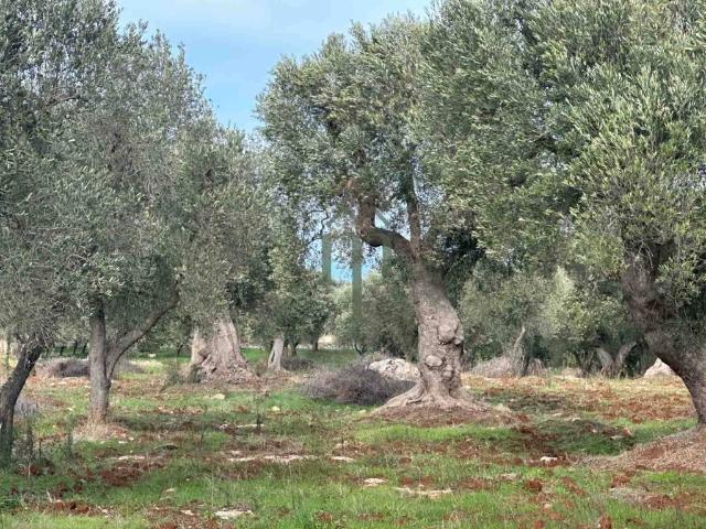 Terreno in vendita a Puglia, Brindisi