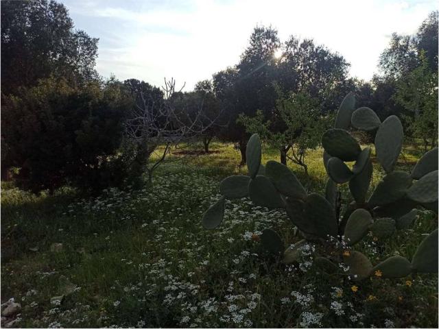 Terreno in vendita a Puglia, Brindisi