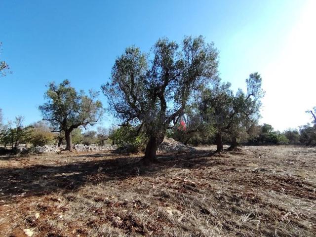 Terreno in vendita a Carovigno, Brindisi