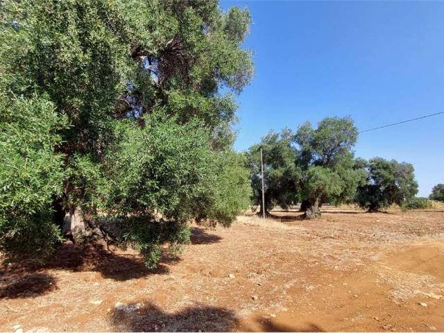 Terreno in vendita a Puglia, Brindisi