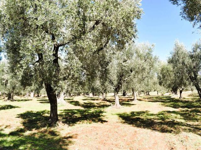 Terreno in vendita a Puglia, Foggia