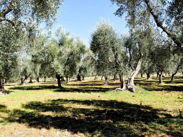 Terreno in vendita a Puglia, Foggia