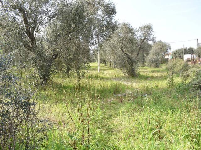Terreno in vendita a Puglia, Foggia