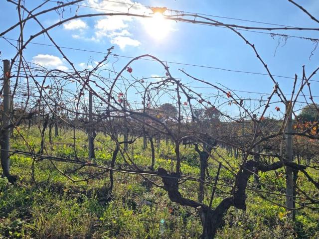 Terreno in vendita a Miracoli, Casalbordino