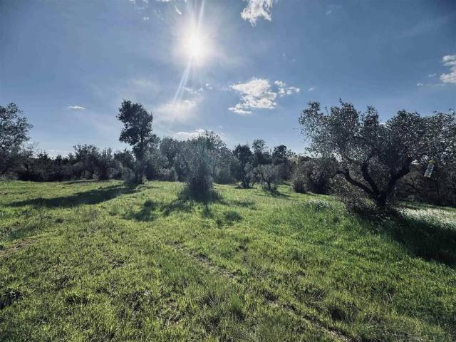 Terreno in vendita a Cecina, Toscana