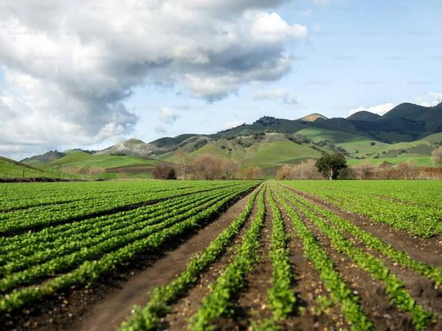 Terreno in vendita a Casalserugo
