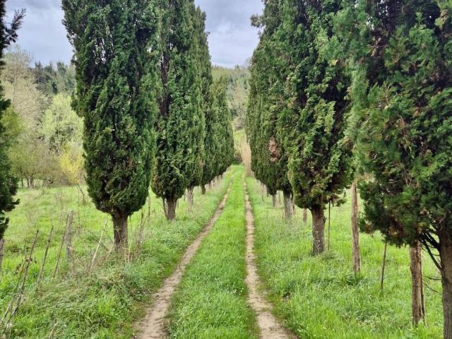 Terreno in vendita a Casciana Terme Lari, San Ruffino