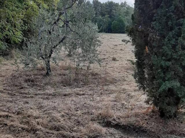 Terreno in vendita a Casciana Terme Lari, San Ruffino