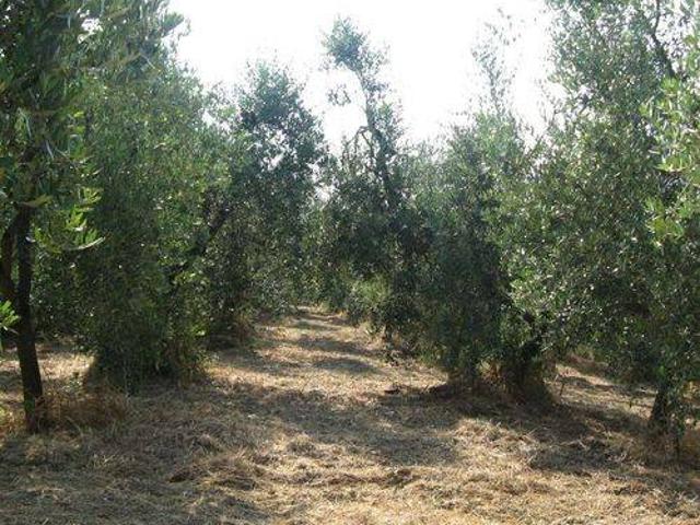 Terreno in vendita a Casciana Terme Lari, Cevoli