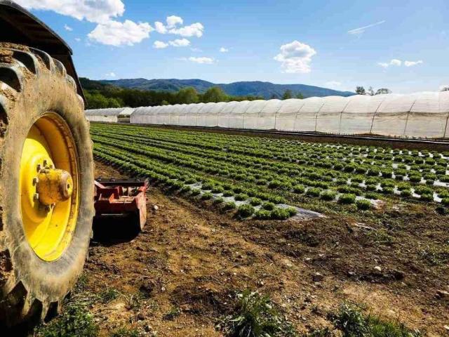 Terreno in vendita a Cascina, Toscana