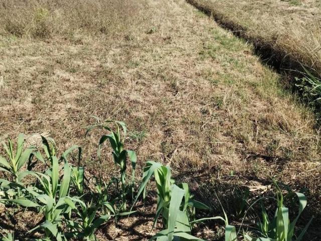 Terreno in vendita a Cascina, Toscana