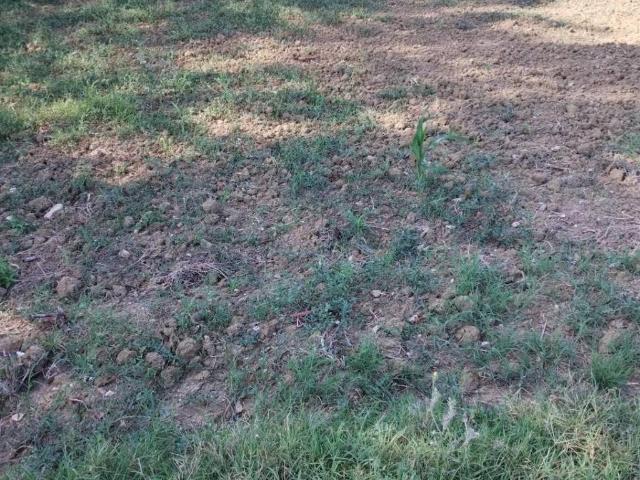 Terreno in vendita a Cascina, Toscana