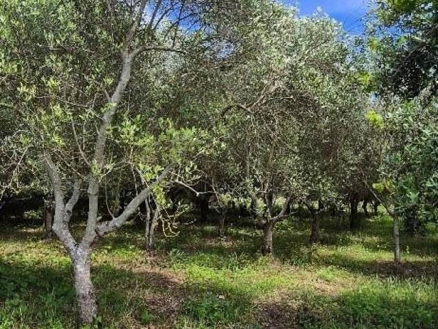 Terreno in vendita a Cascina, Toscana