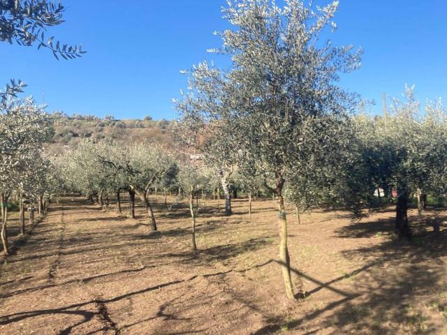 Terreno in vendita a Caserta, Campania