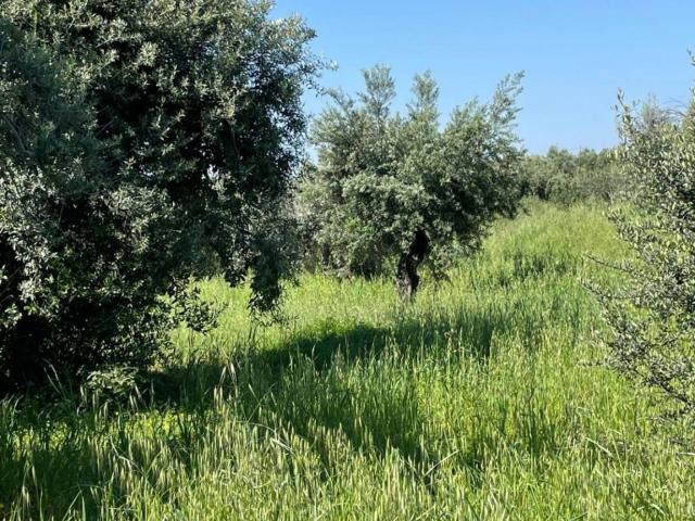 Terreno in vendita a Cassano all'Ionio, Calabria