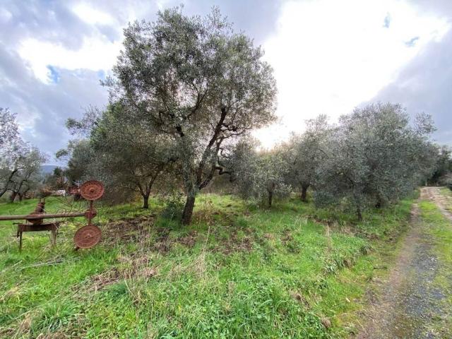 Terreno in vendita a Bolgheri, Toscana