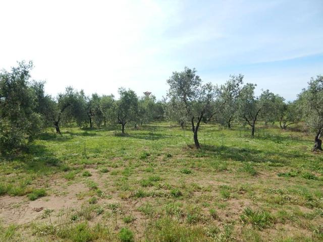 Terreno in vendita a Bolgheri, Toscana
