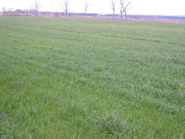 Terreno in vendita a Bolgheri, Toscana