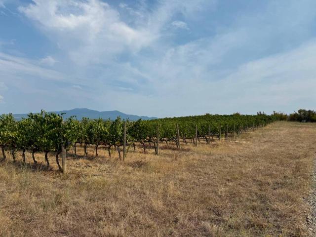 Terreno in vendita a Bolgheri, Toscana