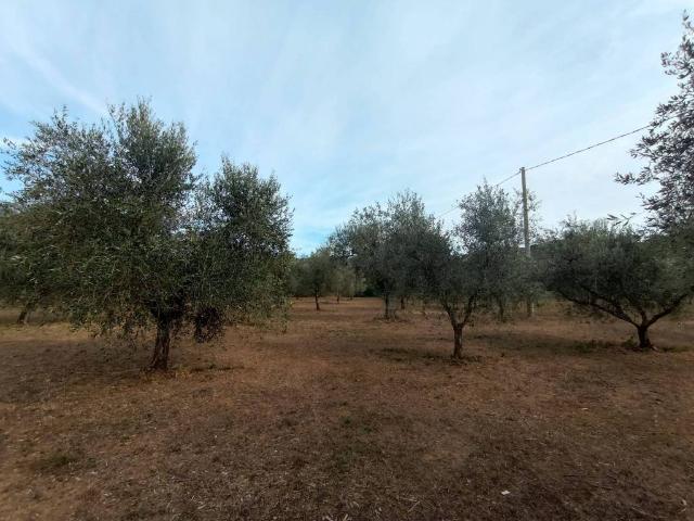 Terreno in vendita a Bolgheri, Toscana