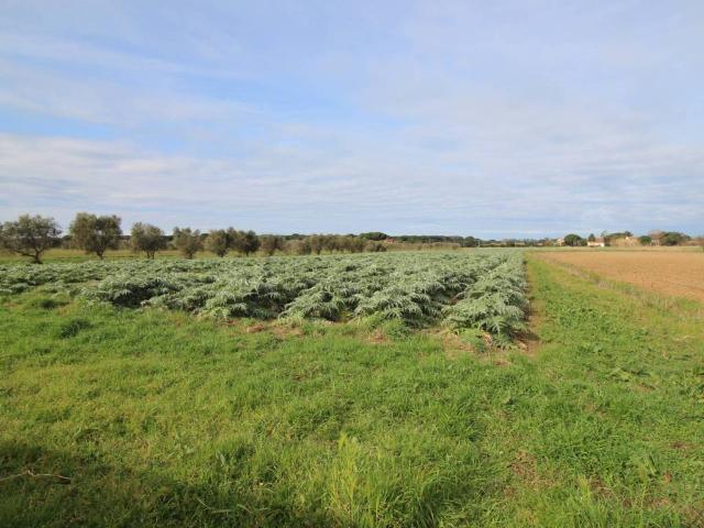 Terreno in vendita a Bolgheri, Toscana