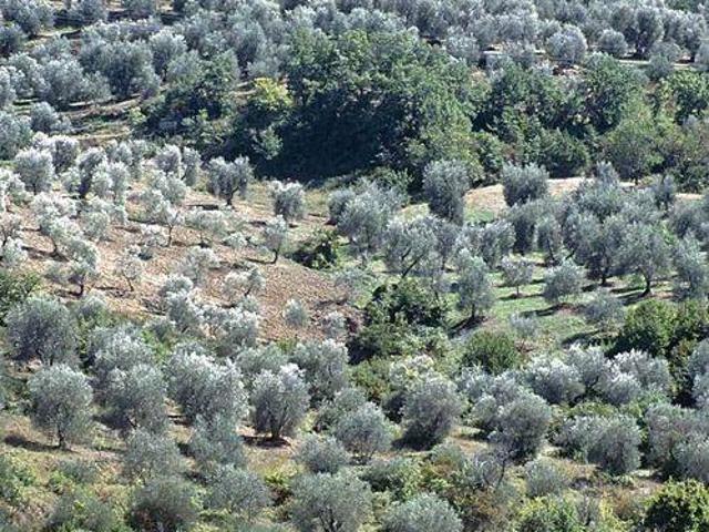 Terreno in vendita a Unione dei Comuni Montani Amiata Grossetana, Castel Del Piano