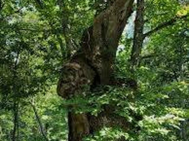 Terreno in vendita a Nuovo Circondario Imolese, Castel Del Rio
