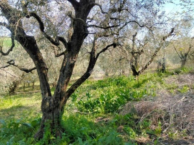 Terreno in vendita a Sambuco, Marche