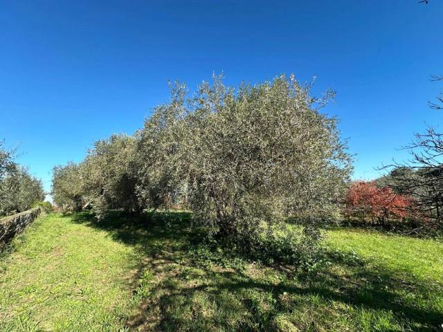 Terreno in vendita a Castel Sant'elia, Lazio
