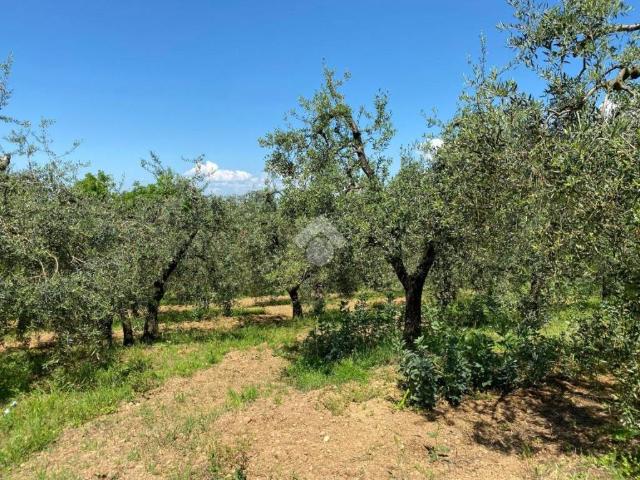 Terreno in vendita a Castelfranco Di Sotto, Toscana