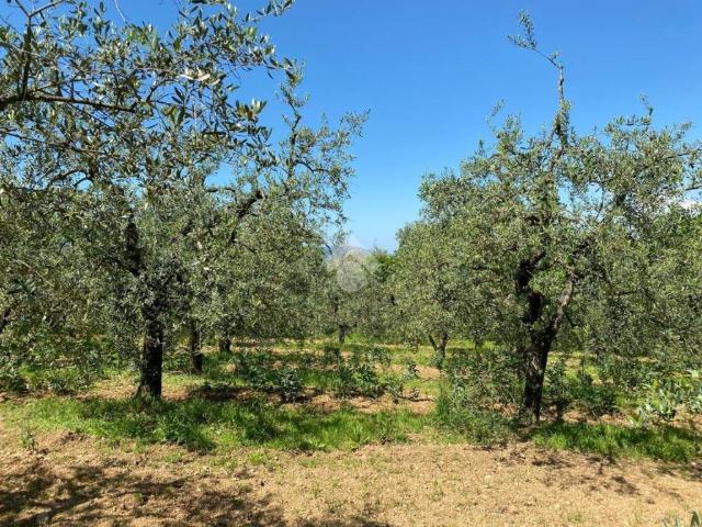 Terreno in vendita a Castelfranco Di Sotto, Toscana