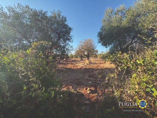 Terreno in vendita a Puglia, Bari