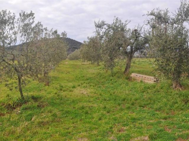 Terreno in vendita a Santa Luce, Toscana