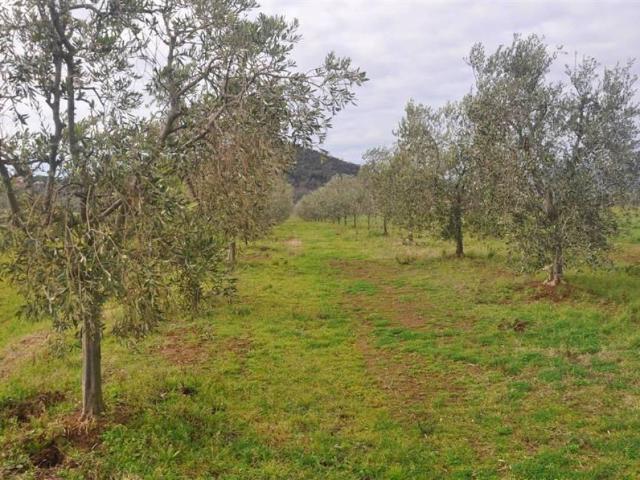 Terreno in vendita a Santa Luce, Toscana