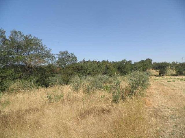 Terreno in vendita a Le Conche, Castellina Marittima