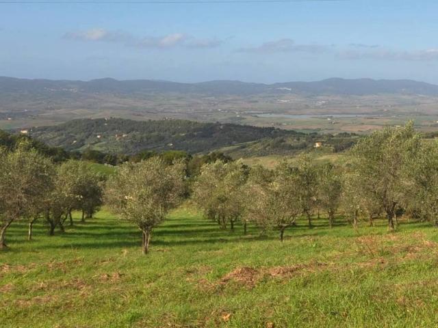Terreno in vendita a Castellina Marittima, Toscana