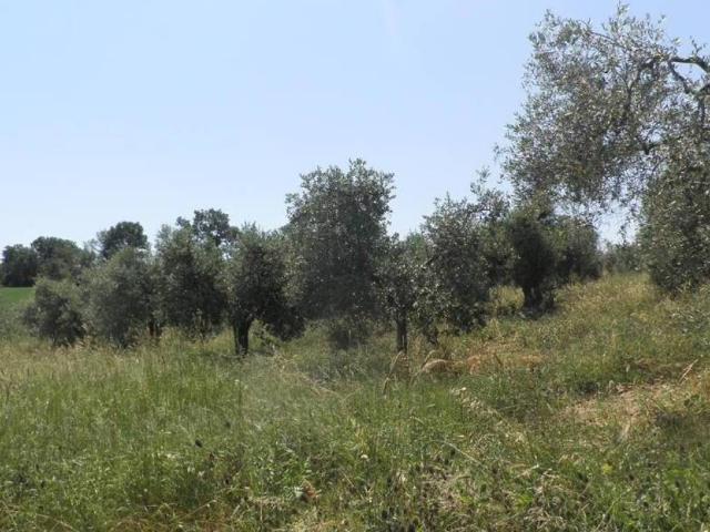Terreno in vendita a Santa Luce, Toscana