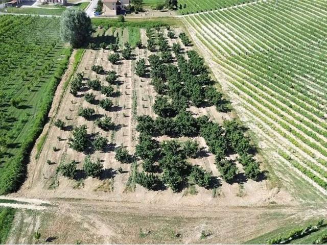 Terreno in vendita a Castellinaldo d'Alba, Cuneo