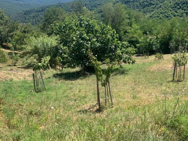 Terreno in vendita a Castelnuovo Val Di Cecina, Toscana